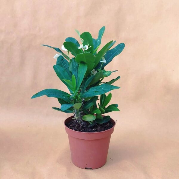 agsanremo euphorbia milli d 12 as16 2