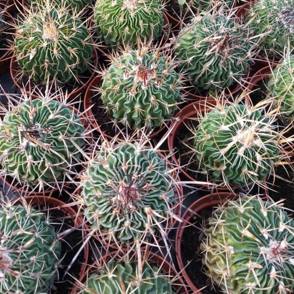 AGSANREMO CO06 ECHINOFOSSULOCACTUS MULTICOSTATO